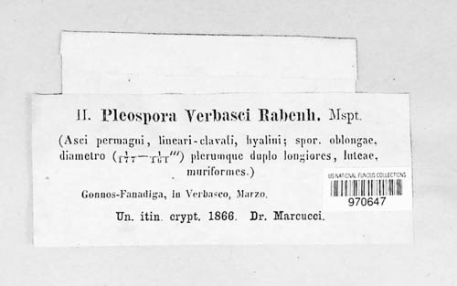 Pleospora verbasci image